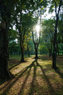 Güneş ışığının ağaçların arasından süzüldüğü, yerde uzun gölgeler bıraktığı sakin bir park sahnesi. Yeşillik huzurlu bir ortam yaratır. Rahatlamak için birebir.
