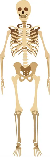 Human Skeleton Fossil Vector Icon Isolated White Background — Stock Vector