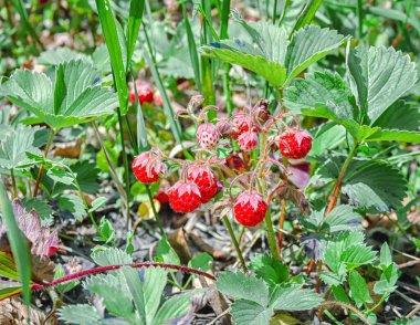 Olgun çilekli yabani çilekler.