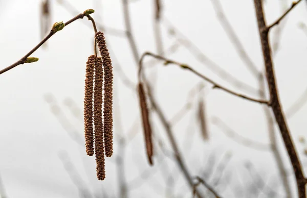 霧の多い日に花序を持つヘーゼル小枝 — ストック写真