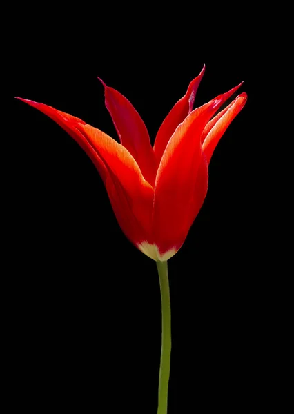 Rote Tulpe Isoliert Auf Schwarzem Hintergrund Aus Nächster Nähe — Stockfoto