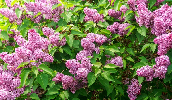 Large Bush Beautiful Fragrant Blooming Lilac — Stock Photo, Image