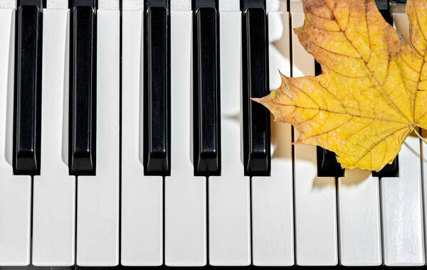 Yellow dry maple leaf closeup on piano keys