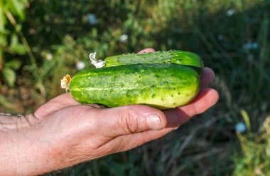Avuçta iki olgun salatalık var.