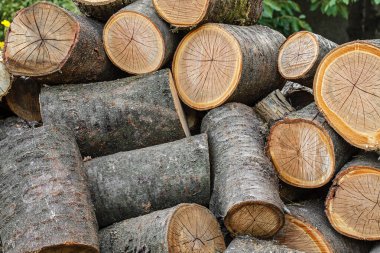 Kesilmiş kuru odun yığını. Yaklaş.