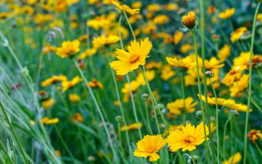 Çiçek tarlasında sarı çiçek açan Coreopsis 'e yaklaş