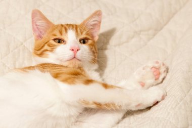 Kırmızı-beyaz, beyaz yatakta uzanan azgın kedi.