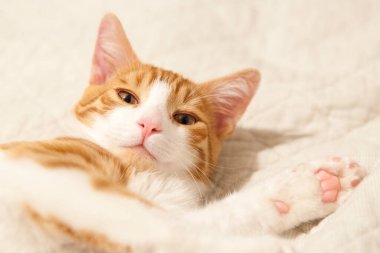 Kırmızı-beyaz, beyaz yatakta uzanan azgın kedi.