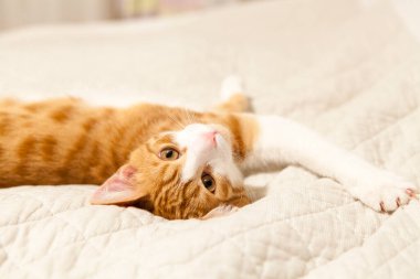 Kırmızı-beyaz, beyaz yatakta uzanan azgın kedi.