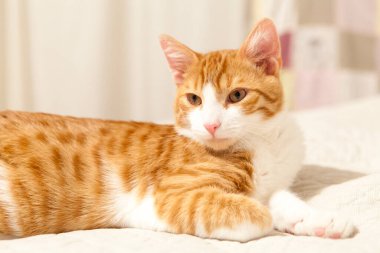 Kırmızı-beyaz, beyaz yatakta uzanan azgın kedi.