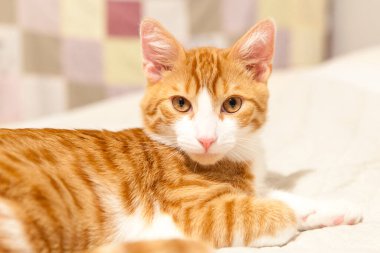 Kırmızı-beyaz, beyaz yatakta uzanan azgın kedi.