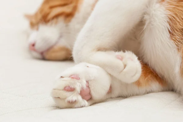 Domowy Jogging Biały Czerwony Kot Bandażu Złamaną Łapą Torax Klatki — Zdjęcie stockowe