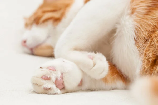 Domestic Yoing White Red Cat Bandage Broken Paw Torax Chest — Stock Photo, Image