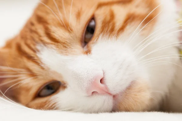 家猫厚着脸皮躺在床上健康的粉红鼻子 — 图库照片