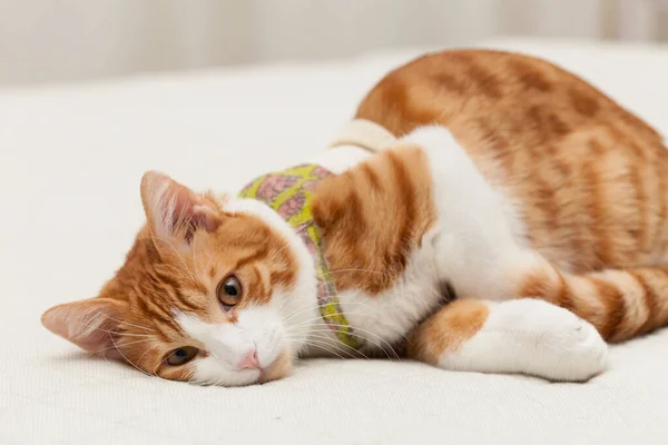Οικιακές Yoing Λευκή Κόκκινη Γάτα Επίδεσμο Σπασμένο Στήθος Torax Πόδι Royalty Free Εικόνες Αρχείου