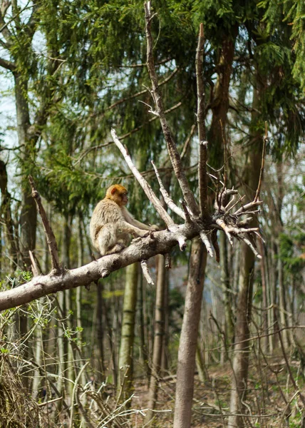 Singe Macaque Barbare Vie Naturelle Réserve Printemps Montagne Des Singes — Photo