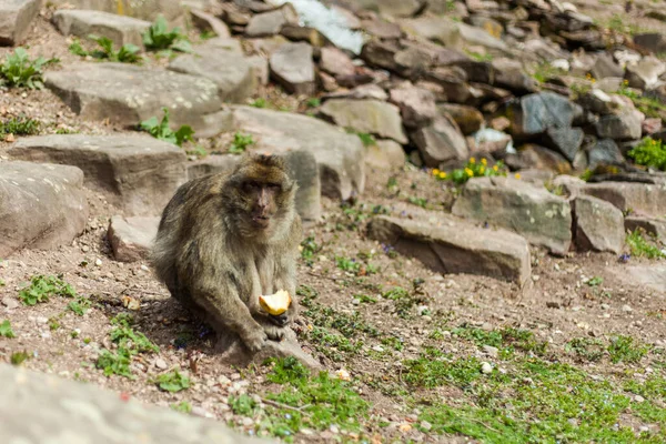 Singe Macaque Barbare Vie Naturelle Réserve Printemps Montagne Des Singes — Photo