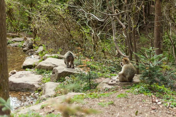 Macaco Bárbaro Vida Naturel Reserva Primavera Montanha Dos Macacos Alsácia — Fotografia de Stock