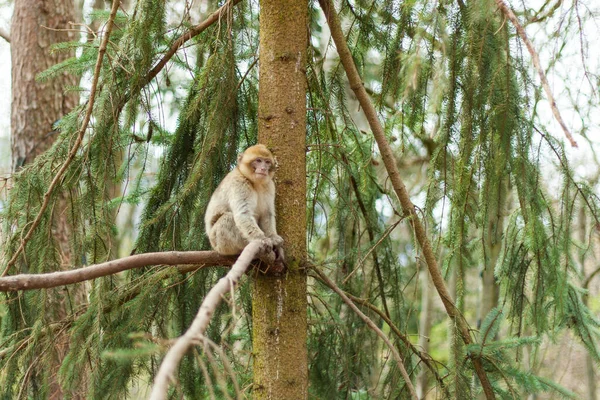 Barbary Macaque Ape Naturel Life Reserve Springtime Mountain Monkeys Alsace — Stock Photo, Image