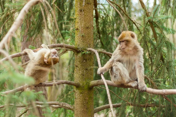 Macaco Bárbaro Vida Naturel Reserva Primavera Montanha Dos Macacos Alsácia — Fotografia de Stock