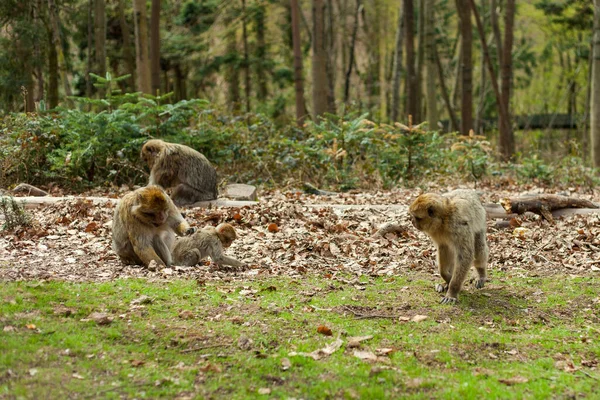 Barbary Macaque Ape Naturel Life Reserve Spring Time 法国阿尔萨斯的猴子山 — 图库照片