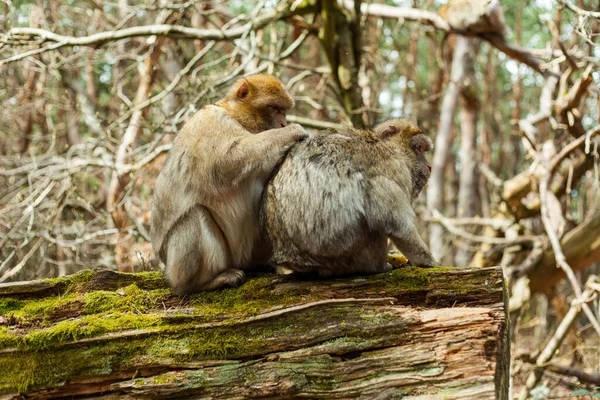Barbary Macaque Ape Naturel Life Reserve Springtime Mountain Monkeys Alsace — Stock Photo, Image