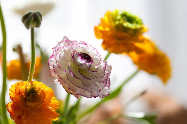 花束中的兰花在家里的桌子上 不同的鲜色 — 图库照片