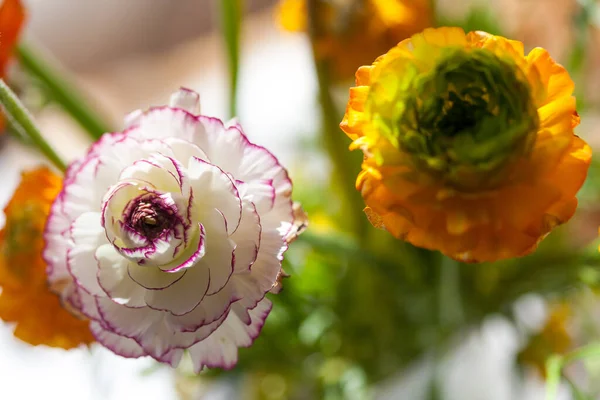花束中的兰花在家里的桌子上 不同的鲜色 — 图库照片