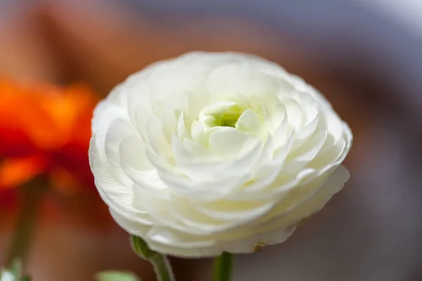 Ranunculus Λουλούδια Μπουκέτο Στο Σπίτι Στο Τραπέζι Διαφορετικά Φρέσκα Χρώματα — Φωτογραφία Αρχείου