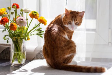 Yoing çizgili kırmızı ve beyaz kedi evde pencere kenarındaki masada, çiçekli ranunculus