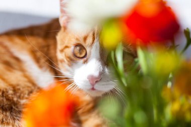 Yoing çizgili kırmızı ve beyaz kedi evde pencere kenarındaki masada, çiçekli ranunculus