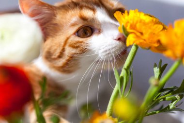 Yoing çizgili kırmızı ve beyaz kedi evde pencere kenarındaki masada, çiçekli ranunculus