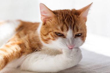 Evdeki çizgili kırmızı beyaz kedi pencerenin yanındaki masada kendini yala, pembe dil.