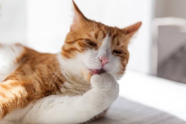 Evdeki çizgili kırmızı beyaz kedi pencerenin yanındaki masada kendini yala, pembe dil.