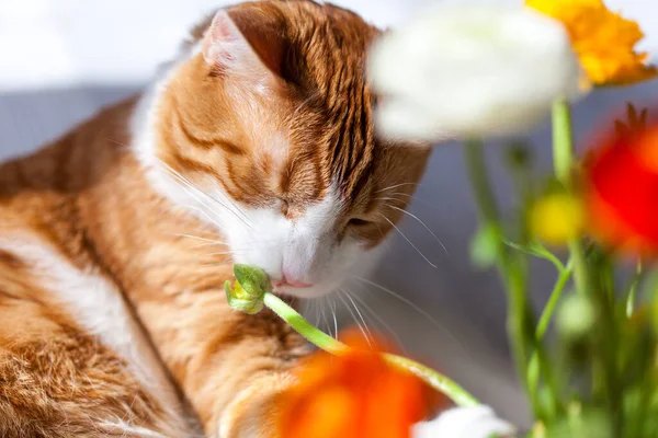 Yoing Paski Czerwony Biały Kot Domu Stole Pobliżu Okna Kwiatami — Zdjęcie stockowe