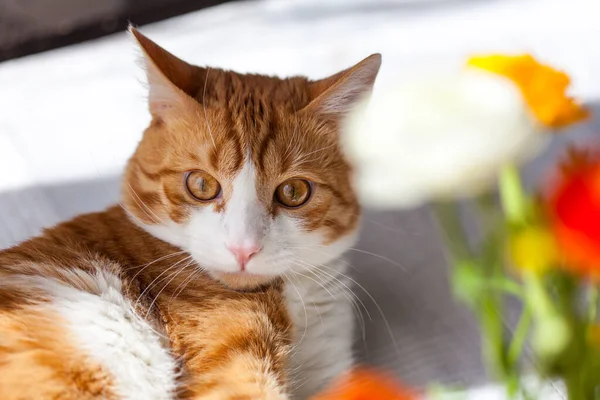 英灵带着红白相间的猫在家里靠窗的桌子上摆满了鲜花 — 图库照片