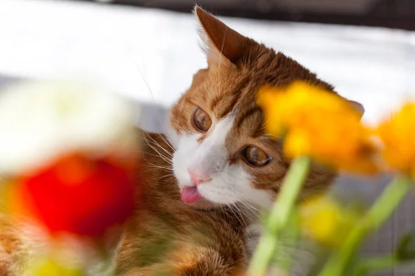 若いです縞模様赤と白の猫自宅でテーブルの近くのウィンドウで花Ranunculus — ストック写真