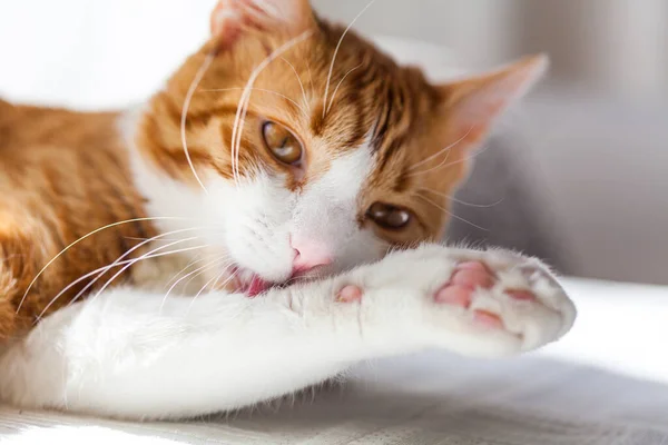 Ying条纹红白相间的猫在家里靠窗的桌子上舔自己 粉红的舌头 — 图库照片