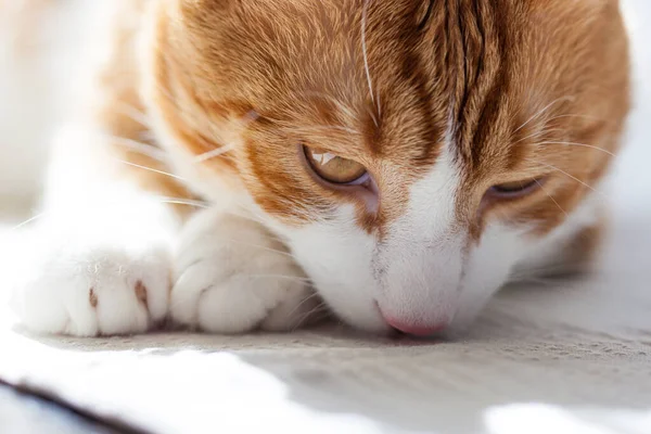 英灵带着红白相间的猫在家里靠窗的桌子上用粉红的舌头舔自己 — 图库照片