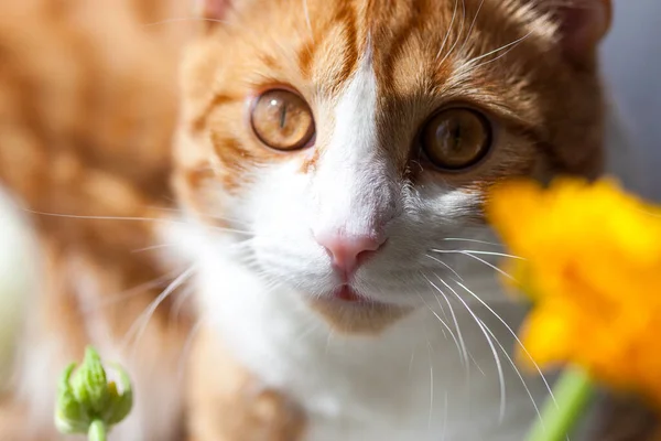 英灵带着红白相间的猫在家里靠窗的桌子上摆满了鲜花 — 图库照片