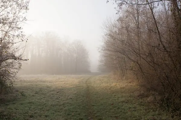 fog over the field, cold morning, late autumn in natural park