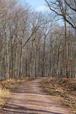 Dolambaçlı bir toprak yol sessiz bir ormanın içinden geçiyor, yapraksız ağaçlar ve bahar işaretleri. Dalların arasından gün ışığı. Taze çimenler ve tomurcuklanan küçük yapraklar. Toprak izleri.