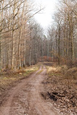 Dolambaçlı bir toprak yol sessiz bir ormanın içinden geçiyor, yapraksız ağaçlar ve bahar işaretleri. Dalların arasından gün ışığı. Taze çimenler ve tomurcuklanan küçük yapraklar. Toprak izleri.