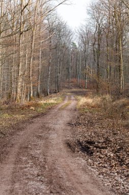 Dolambaçlı bir toprak yol sessiz bir ormanın içinden geçiyor, yapraksız ağaçlar ve bahar işaretleri. Dalların arasından gün ışığı. Taze çimenler ve tomurcuklanan küçük yapraklar. Toprak izleri.