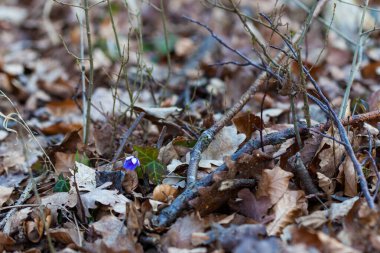 Karaciğer yaprağı, karaciğer otu, hepatika nobilis canlı mavi yapraklı narin bir karaciğer yaprağı, kuru, kahverengi yapraklardan oluşan bir yataktan çıkar ve sessiz ormana baharın gelişini işaret eder..