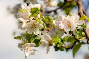 Yumuşak beyaz ve pembe elma çiçekleri açık mavi bir gökyüzüne karşı çiçek açar, yemyeşil yapraklarla çevrili, bahar uyanışının güzelliğini yakalar..