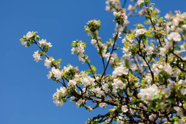 Yumuşak beyaz ve pembe elma çiçekleri açık mavi bir gökyüzüne karşı çiçek açar, yemyeşil yapraklarla çevrili, bahar uyanışının güzelliğini yakalar..