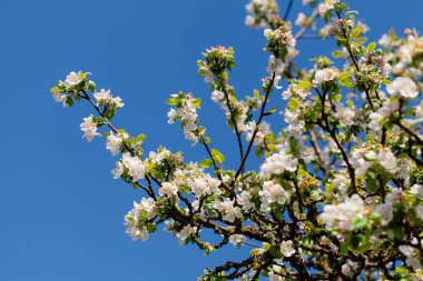 Yumuşak beyaz ve pembe elma çiçekleri açık mavi bir gökyüzüne karşı çiçek açar, yemyeşil yapraklarla çevrili, bahar uyanışının güzelliğini yakalar..