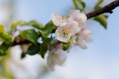 Yumuşak beyaz ve pembe elma çiçekleri açık mavi bir gökyüzüne karşı çiçek açar, yemyeşil yapraklarla çevrili, bahar uyanışının güzelliğini yakalar..