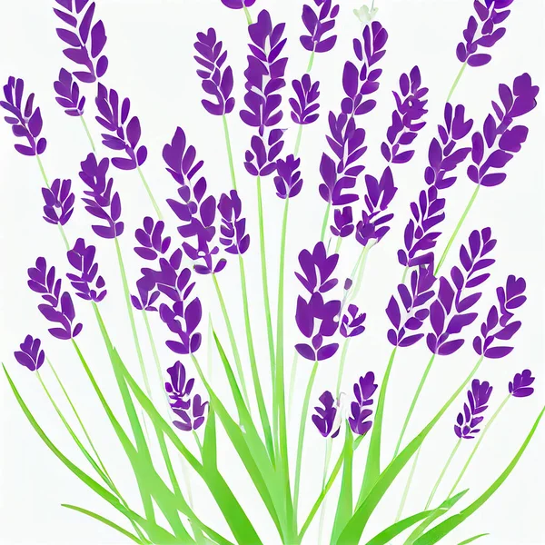 Bunch of lavender flowers on a white background. lavandula is a genus of 47 known species of flowering plants in the mint family, lamiaceae